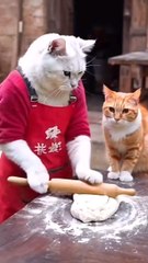 cats are cooking something special