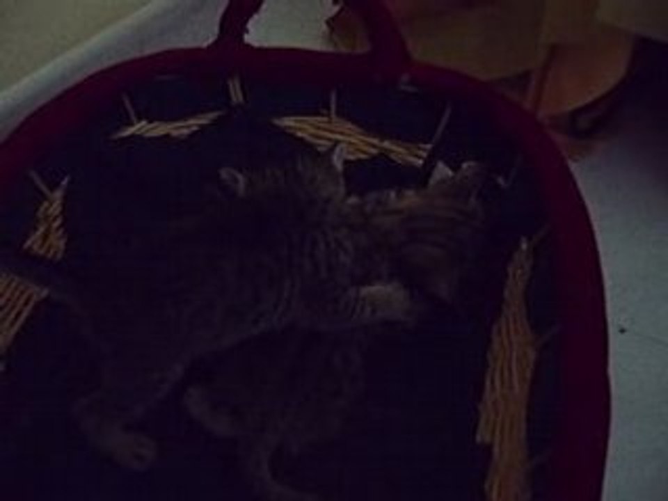 Devil's Cats