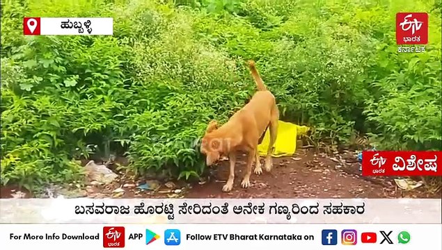 ಬೀದಿನಾಯಿಗೂ ದತ್ತು ಸೌಲಭ್ಯ: ಬೀದಿನಾಯಿಗಳ ಉಪಟಳಕ್ಕೆ ಕಡಿವಾಣ ಹಾಕಲು ಹುಬ್ಬಳ್ಳಿ - ಧಾರವಾಡ ಮಹಾನಗರ ಪಾಲಿಕೆ ನೂತನ ಯೋಜನೆ