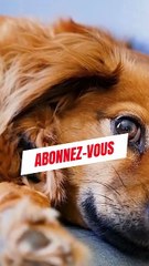 Les chiens peuvent comprendre 1000 mots