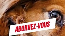 Les chiens peuvent comprendre 1000 mots
