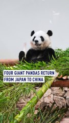 Four giant pandas return from Japan to China