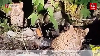 পৰিয়াল লৈ জন অৰণ্যত ফুৰিবলৈ আহিল বনৰজা