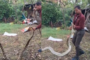 गांव में मिला 12 फीट लंबा अजगर