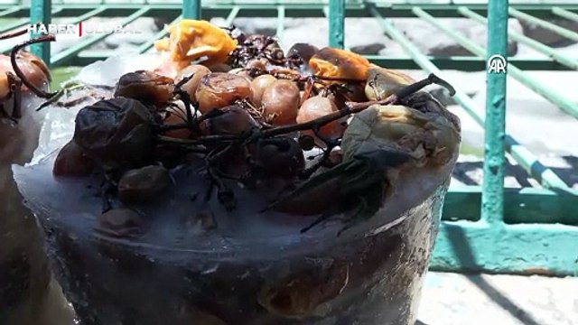 Hayvanat Bahçesi sakinleri buzlu kokteyllerle serinliyor