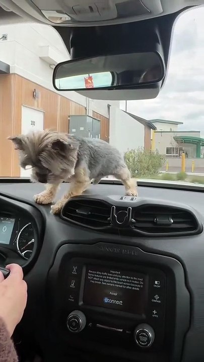 dog vs windshield wipers 😂