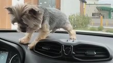 dog vs windshield wipers 😂