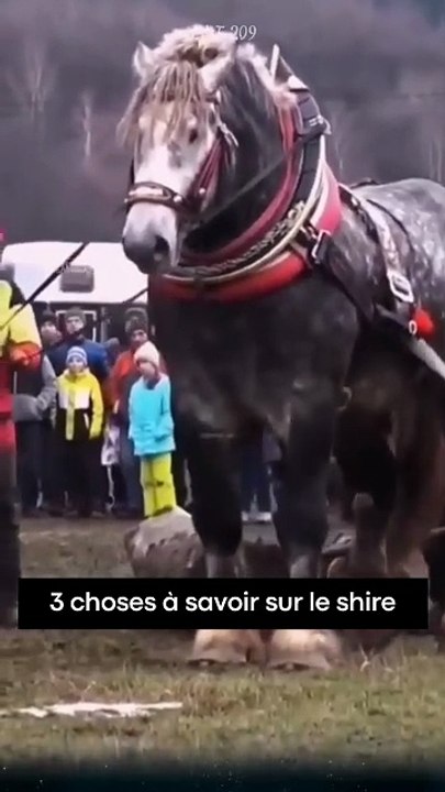 3 choses à savoir sur le shire (1)