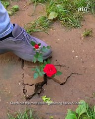 Check out these next level gardening hacks & ideas!🧑‍🌾💯