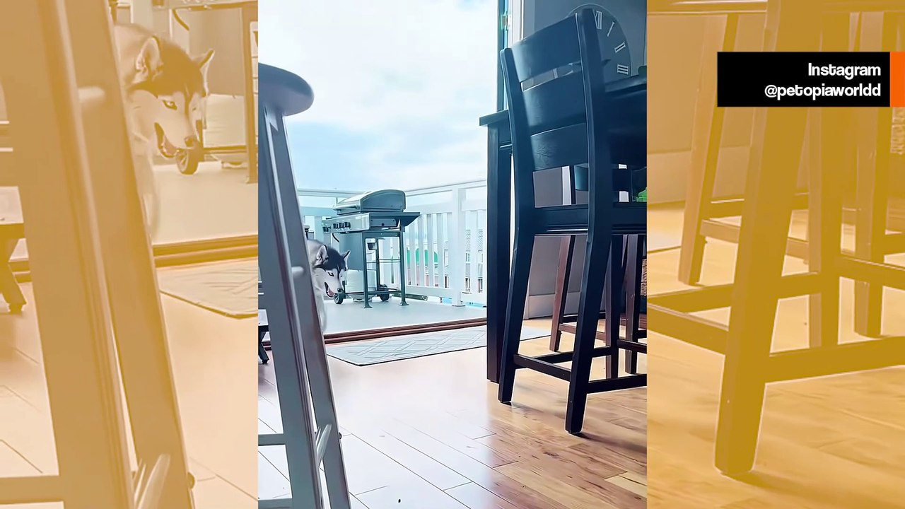 Hulvaton video todistaa, että siperianhuskyt ovat planeetan äänekkäimmät koirat