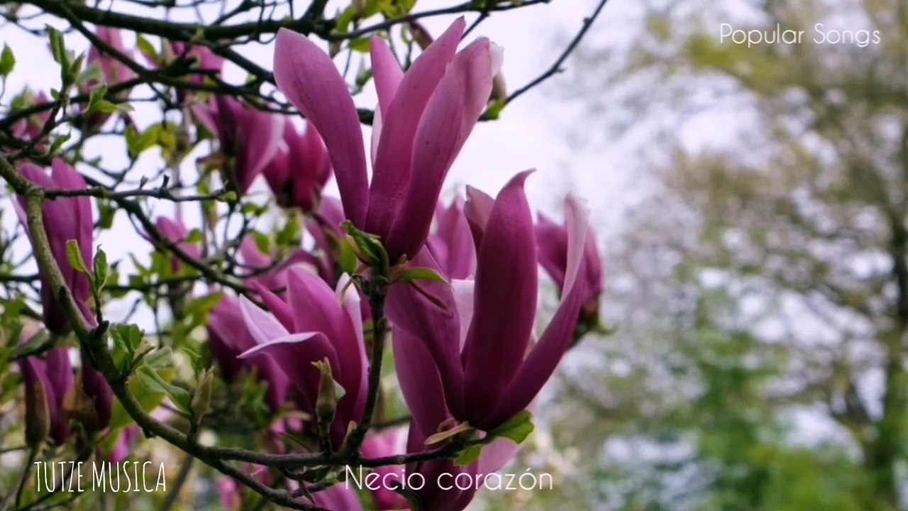 NECIO CORAZÓN.