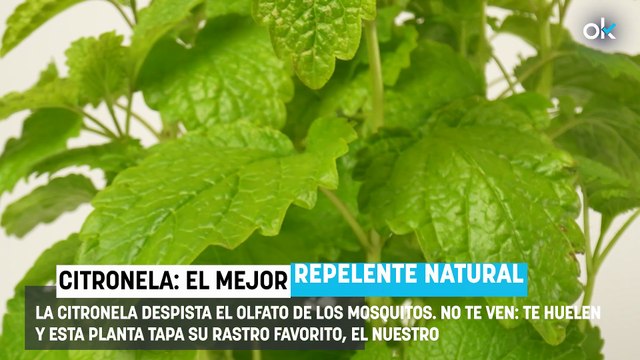 Soy jardinero y ésta es la planta que debes poner en casa para repeler los mosquitos este verano