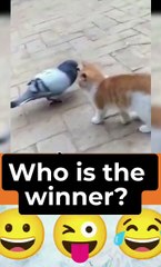 Pigeon vs cat I This animal Video Will Make Your Day! #pigeon #cat