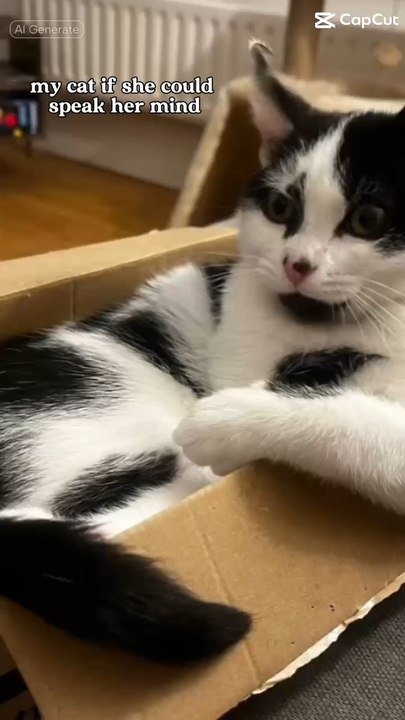 Cute cat chilling #cat #kitten #cute #cutecat #viral #trending