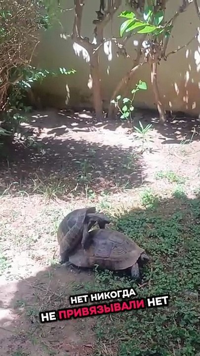 YANGINDAN KAPLUMBAĞA KURTARDIK