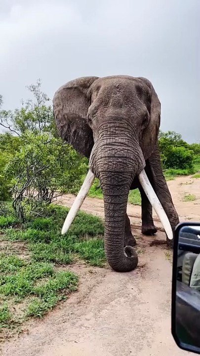 Elephant Digs The Ground With Its Tusks In A Show Of Power