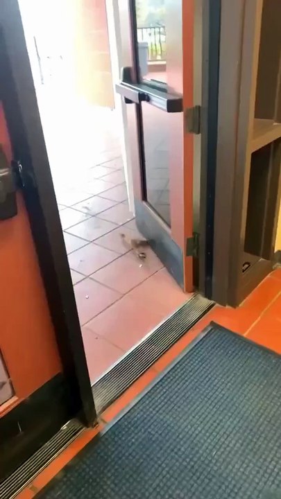 😳 I got a couple.  No matter how much I reviewed, I did not understand how he managed to get out of there, as if he had passed through the wall!