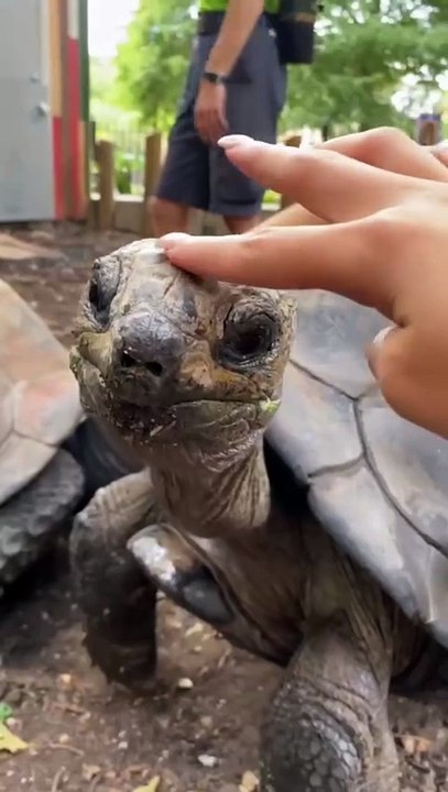 Turtle.  There are more than 300 types of turtles that inhabit various habitats, from tropical jungle to Arctic glaciers. Many types of turtles are protected and are threatened with disappearance.