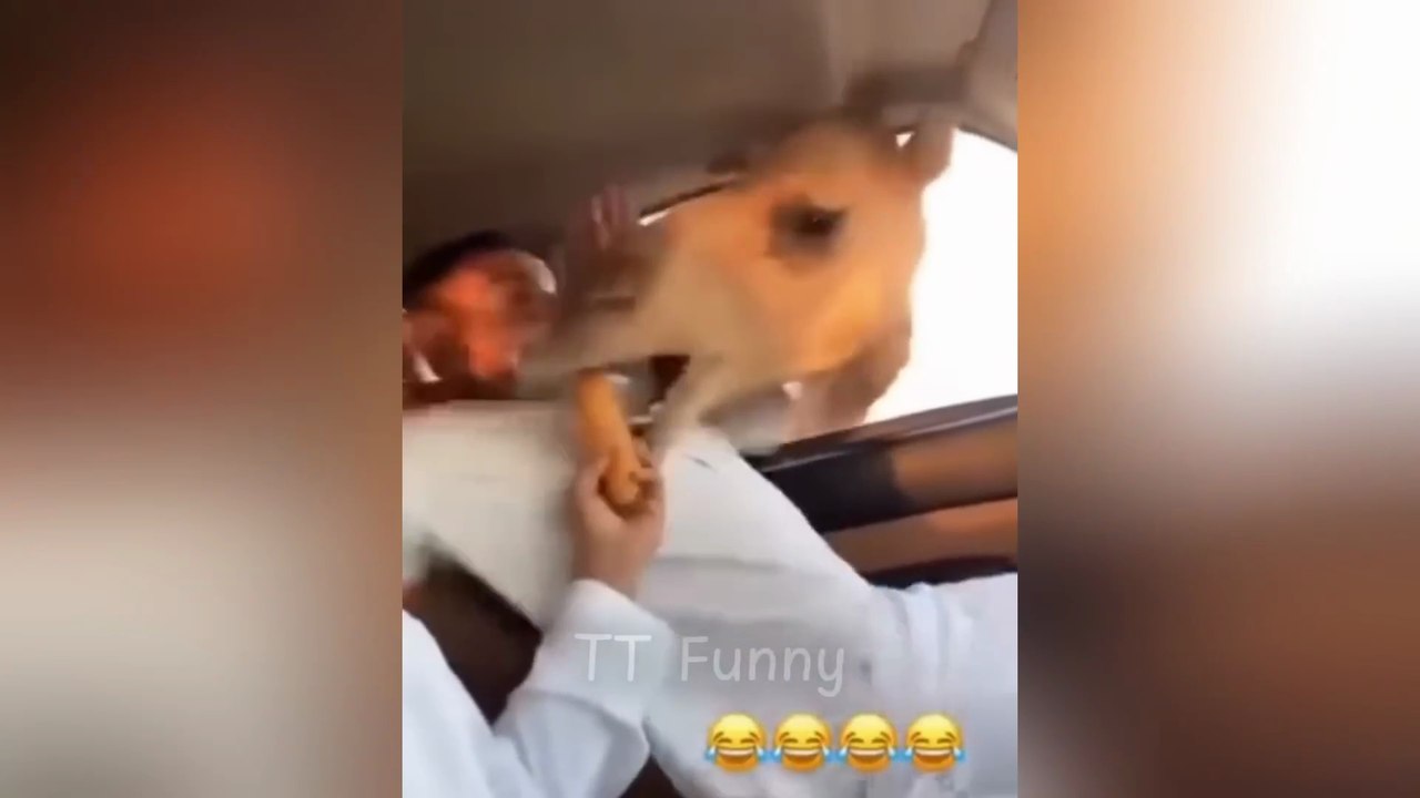Coi Cấm Cười #17 (Try Not To Laugh Challenge) 😅