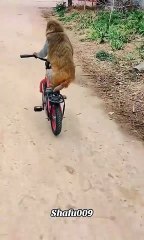 "لما القرد قرر يبقى رايدر محترف 🐵🚴‍♂️🤣"
