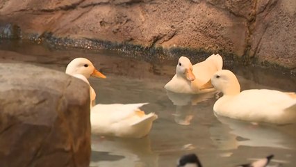 실내에서 동물과 교감...도심 속 실내 동물원 / YTN