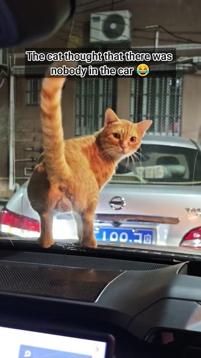 The cat thought that there was nobody in the car