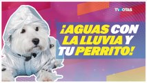 Que la lluvia no cancelen los paseos de tu perrito con estos tips