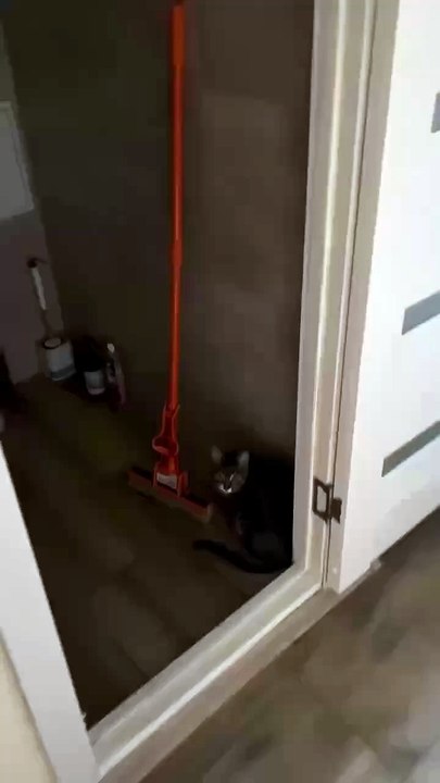 Catwoman showed us what it's like to live with a Maine Coon.  You don't understand, he's just learning to play the trombone.