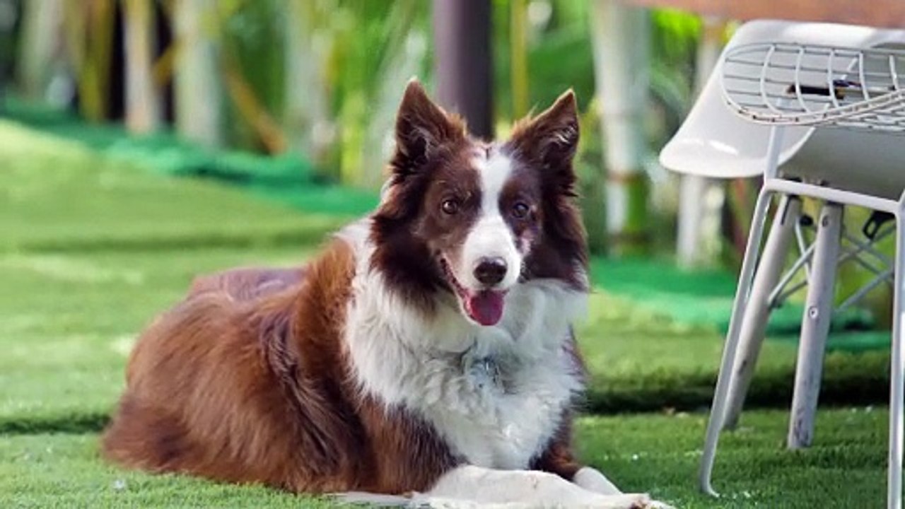 Cute dog