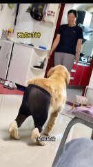Anjing yang berlagak seperti model lucuuu