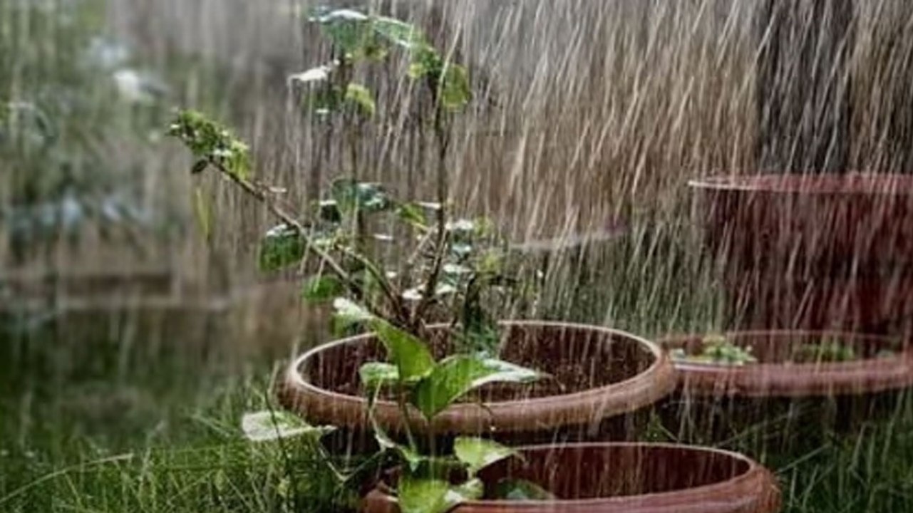 बारिश में पौधों की देखभाल कैसे करें? अपनाएं ये...