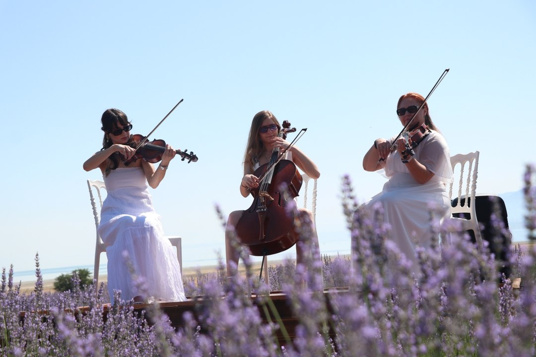 Mor bahçelerde koku ve renk cümbüşü: Lavanta hasadı başladı