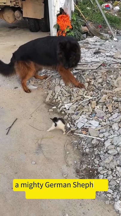 German Shepherd feared by a tiny kitty #cat #dog #germanshepherd #kitten  #animals #shorts