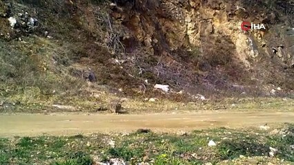 Bursa'da görüntülendi! Evcil kedilerin atası...