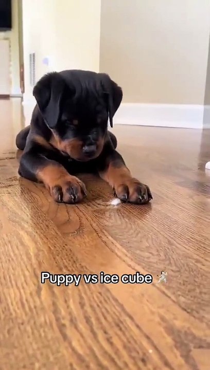 Rottie pup vs ice cube