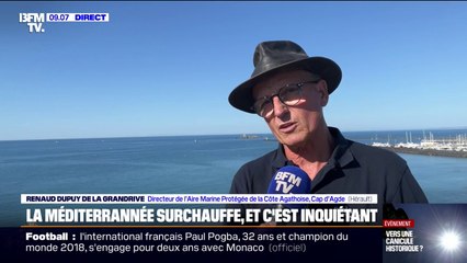 Méditerranée en surchauffe: "On a des espèces qui arrivent (...) notamment le Barracuda" explique Renaud Dupuy, scientifique