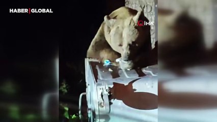 Uludağ'da aç kalan ayı çöplere dadandı