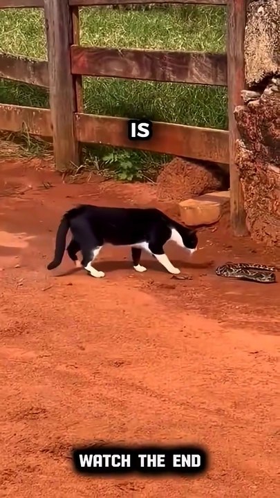 💨​ #This Cat BEATS Up a Snake