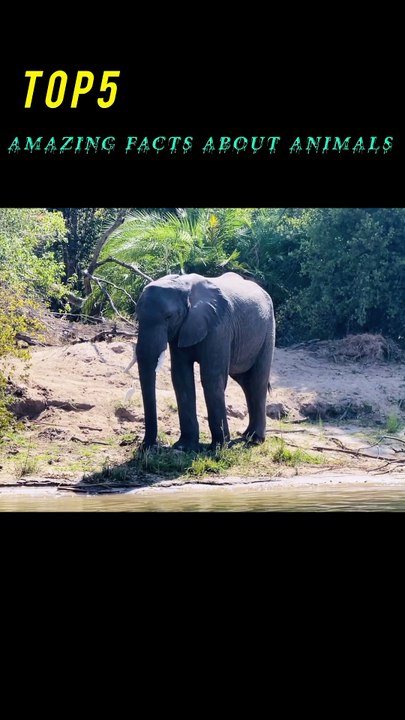 Amazing Facts About Animals | Mind Blowing Facts About Animals
