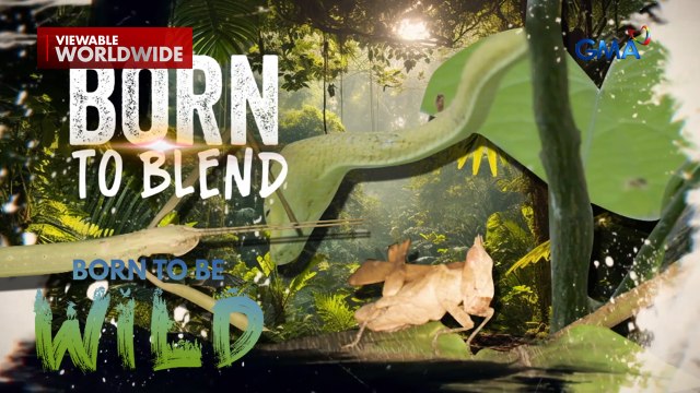 Mga buhay-ilang na kayang magtago sa pamamagitan ng pagbabago ng kulay at anyo! | Born to Be Wild