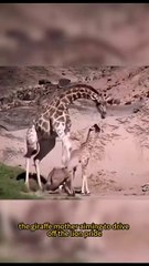 The giraffe accidentally injured its calf #animals