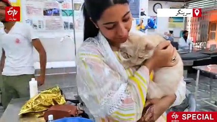 بلی کے بغیر ارم خود کو نامکمل کیوں مانتی ہیں؟  کشمیر میں بلیاں پالنے کا بڑھتا رجحان