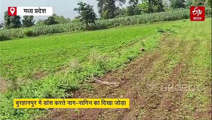 बुरहानपुर में नाग-नागिन का दिखा दुर्लभ दृश्य, लोगों ने बताया शुभ संकेत