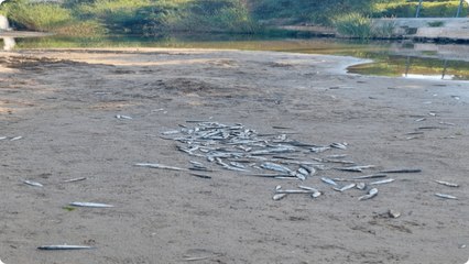 Antalya'da denize dökülen kanalda balık ölümlerine inceleme