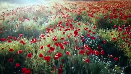 "From Caliphate to Kingship – The Rise of Yazid | Karbala Series Ep 01" (Urdu: خلافت سے یزید کی بادشاہت تک – پس منظر)