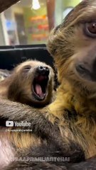 The Slowest Mammal_ Sloth #amazingfacts #factsinhindi #wildlife