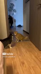 super cats (=^ェ^=) wow Amazing Acts 🌹👆🌹🥰🤩😍🥰