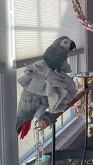 parrot tells alexa i love you ❤️
