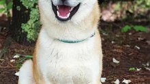 3 choses à savoir sur l’Akita Inu (1)