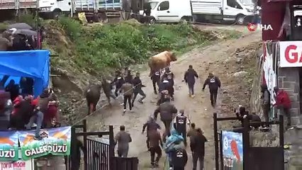 Ayder’de boğa güreşleri renkli görüntülere sahne oldu